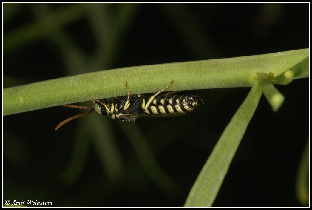 wasps to ID